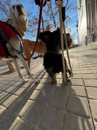 Paseador de perros