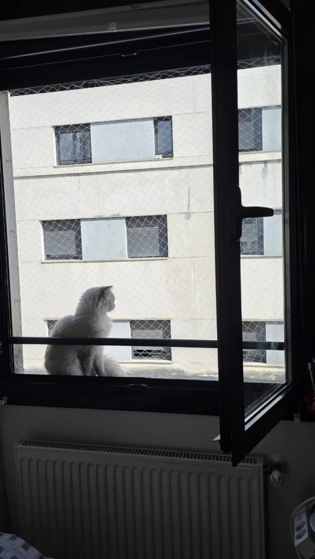instalación red balcón gatos