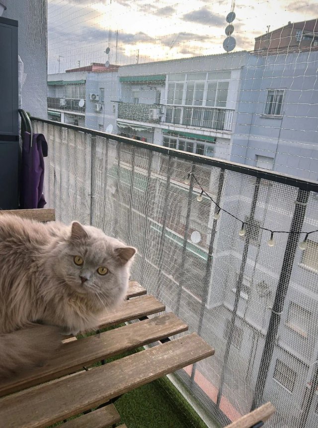 instalación red balcón gatos