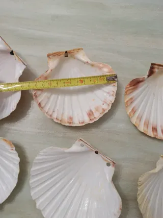 Set 7 conchas vieira y 1 almeja grande