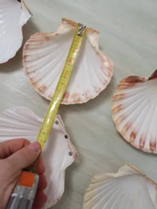 Set 7 conchas vieira y 1 almeja grande