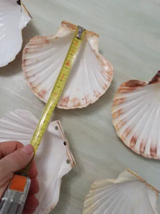 Set 7 conchas vieira y 1 almeja grande