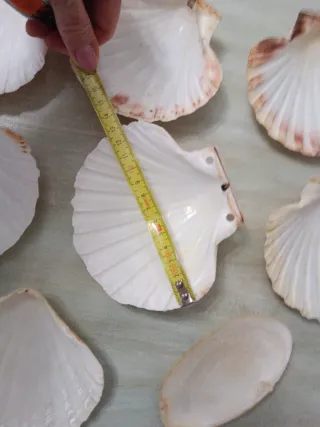 Set 7 conchas vieira y 1 almeja grande