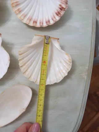 Set 7 conchas vieira y 1 almeja grande
