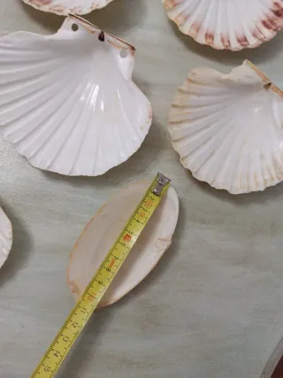 Set 7 conchas vieira y 1 almeja grande