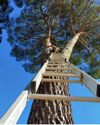 Servicio de tala y poda de árboles
