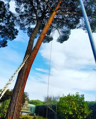 Servicio de tala y poda de árboles