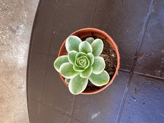 Greenovia variegata planta suculenta