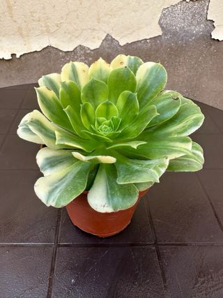 Aeonium Gold Emerald