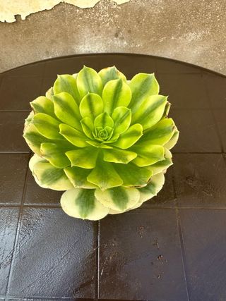 Aeonium gold emerald variegado