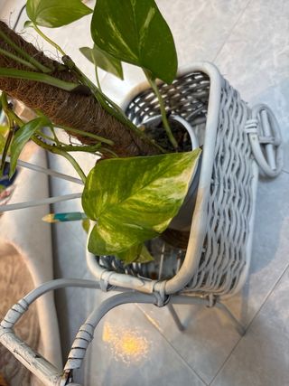 Cesta decorativa con planta