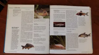 Atlas ilustrado del acuario (Spanish Edition)