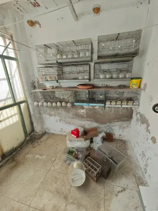 Regalo todas las jaulas