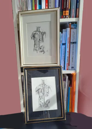 Medico: disegno unico anatomico torso con cornice
