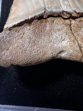 Diente Fosil ENORME de Tiburón Blanco