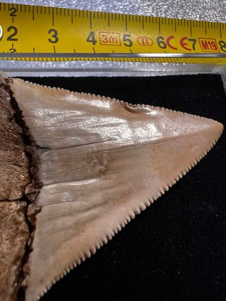 Diente Fosil ENORME de Tiburón Blanco