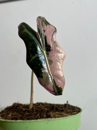 Alocasia Pink Nobilis rosa