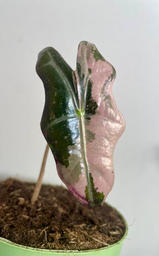 Alocasia Pink Nobilis rosa