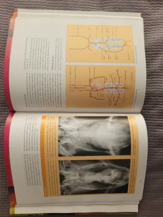 Solo hoy! Anatomía y fisiología clínica de anima