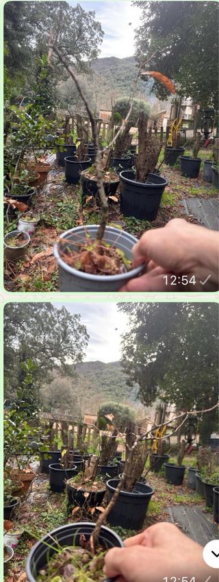 Pack de 6 hayas pepin