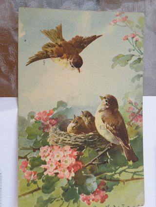 6 Postales antiguas de pájaros