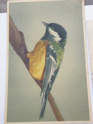 6 Postales antiguas de pájaros
