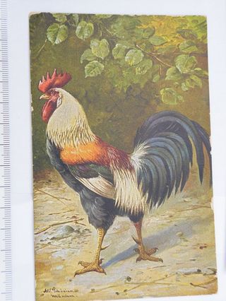 6 Postales antiguas de pájaros