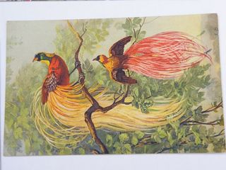 6 Postales antiguas de pájaros