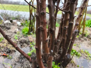 Árboles a Raíz Desnuda