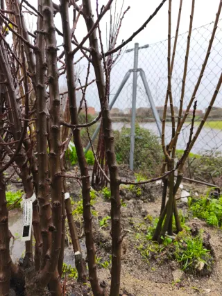 Árboles a Raíz Desnuda