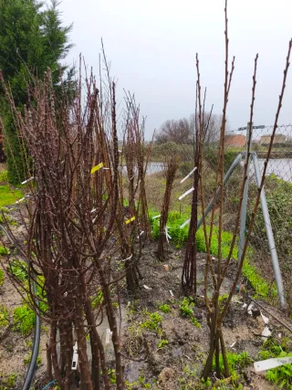 Árboles a Raíz Desnuda