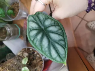 Alocasia Silver Dragon