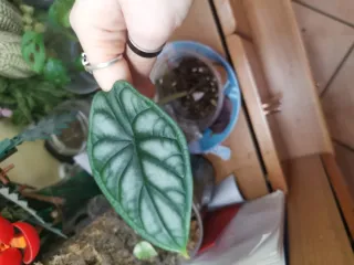Alocasia Silver Dragon