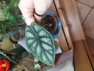 Alocasia Silver Dragon
