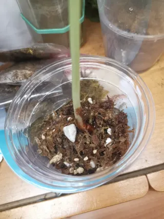 Alocasia Silver Dragon