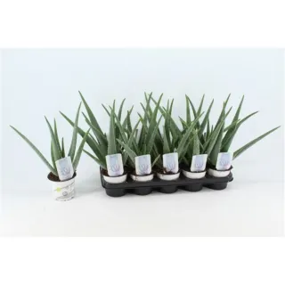 Piante di Aloe Vera in vaso