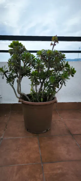 Maceta grande marrón