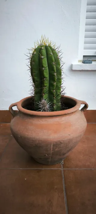 Maceta de cerámica terracota