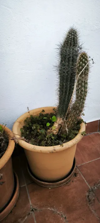 Maceta de terracota beige