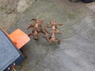 Rotavator Piva M10,Motocultor