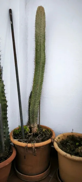 Maceta terracota grande