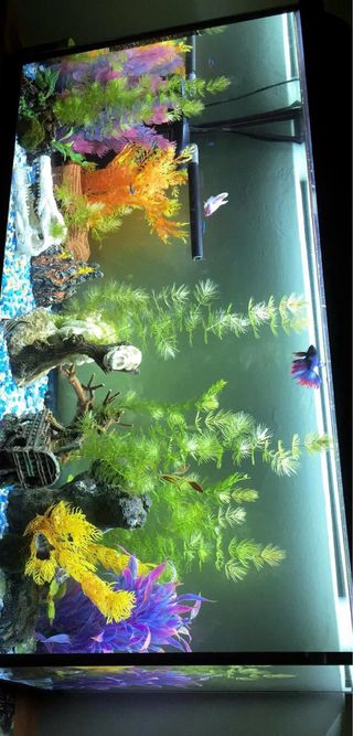 Aquario 110L con mucha decoración