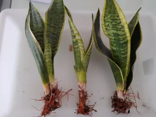 Esquejes Sansevieria enraizados