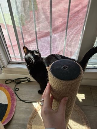 Rascador para gatos con varios módulos y alturas.