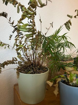 Plantas y macetas decorativos