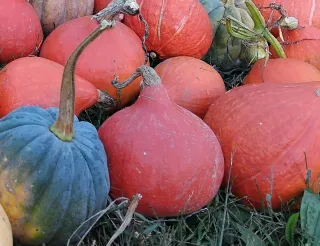 50 semillas de 2 variedades calabaza