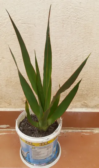 Drago Canario Planta joven.