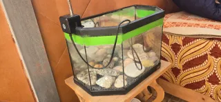 Pecera  con bomba y accesorios