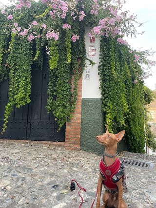 Adiestramiento canino