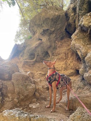 Adiestramiento canino